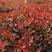 新采红叶石楠种子红罗宾火焰红石楠球绿化林木种子高杆石楠籽