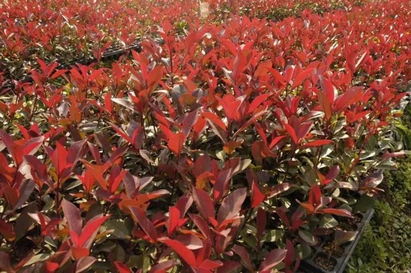 新采红叶石楠种子红罗宾火焰红石楠球绿化林木种子高杆石楠籽