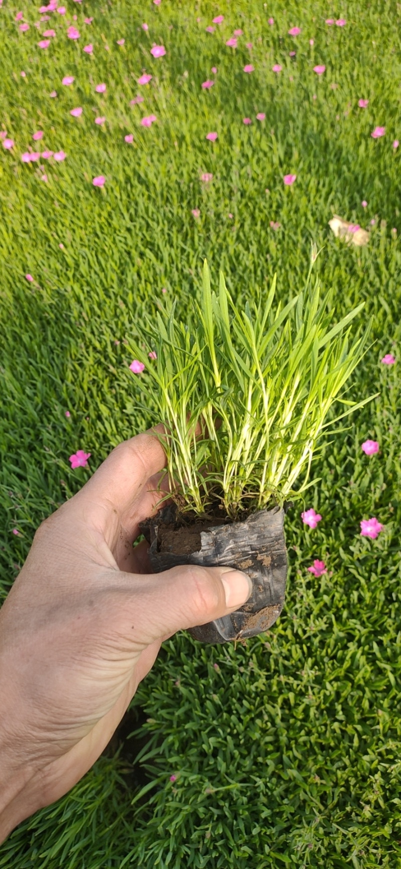 欧石竹，各种石竹，耐寒花卉.质量保证.基地直销欢迎采购