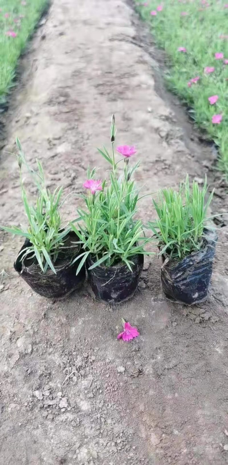 欧石竹，各种石竹，耐寒花卉.质量保证.基地直销欢迎采购
