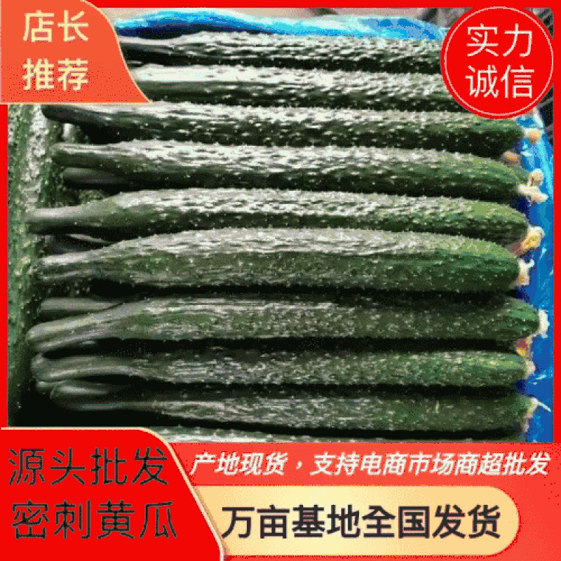 密刺黄瓜精品黄瓜鲜花带刺产地直发货源充足品质保证