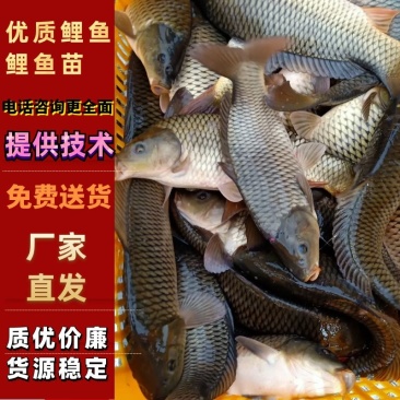 水库鲤鱼，提供养殖技术量大可以免费送货