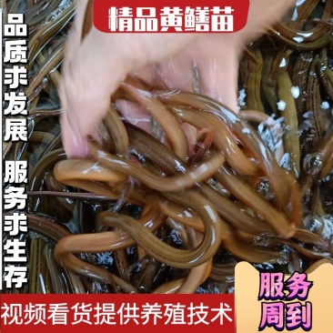 黄鳝苗，正大九号黄鳝苗，华丰九号，量大可以免费送货等您来
