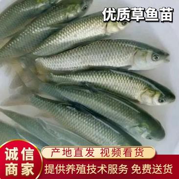 草鱼鱼苗水库草鱼量大可以免费送货提供养殖技术全国发货