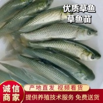 草鱼苗黄河草鱼苗水库草鱼提供养殖技术服务量大免费送货