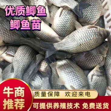 鲫鱼，成品鲫鱼，基地直发，量大可以免费送货。