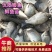 鲫鱼，成品鲫鱼，基地直发，量大可以免费送货。