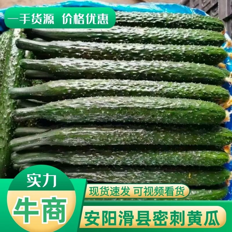 河南密刺大棚黄瓜，黑油亮，干花带刺，鲜花带刺大量供应商超