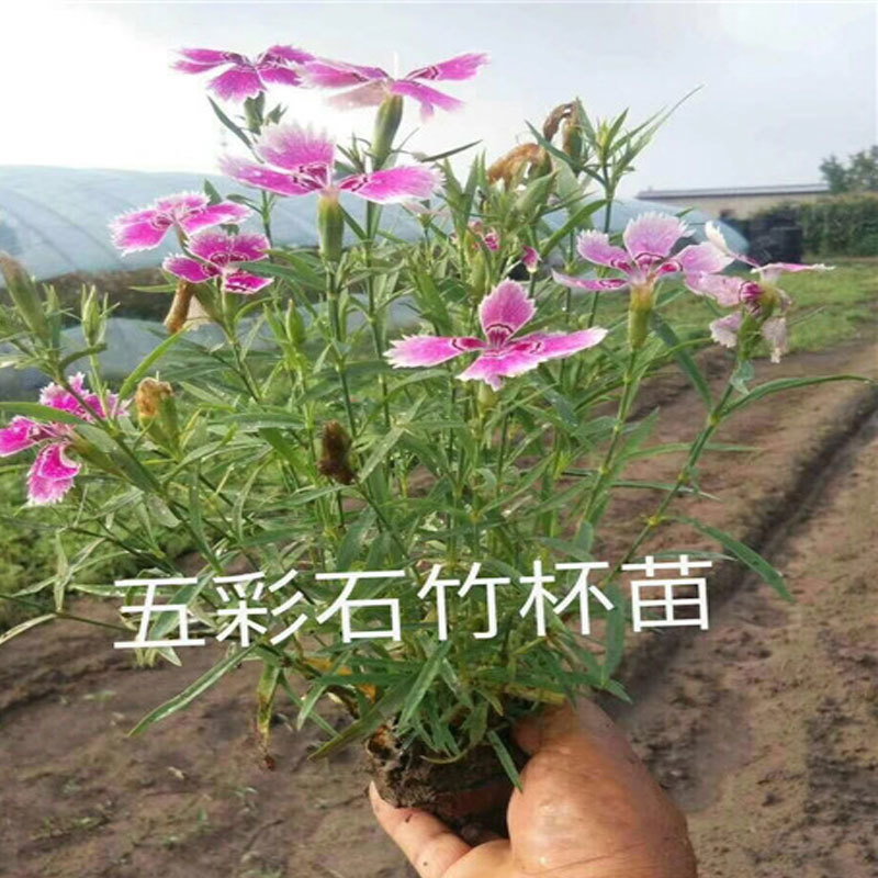 五彩石竹，地被石竹，欧石竹.耐寒花卉，基地直销欢迎采购