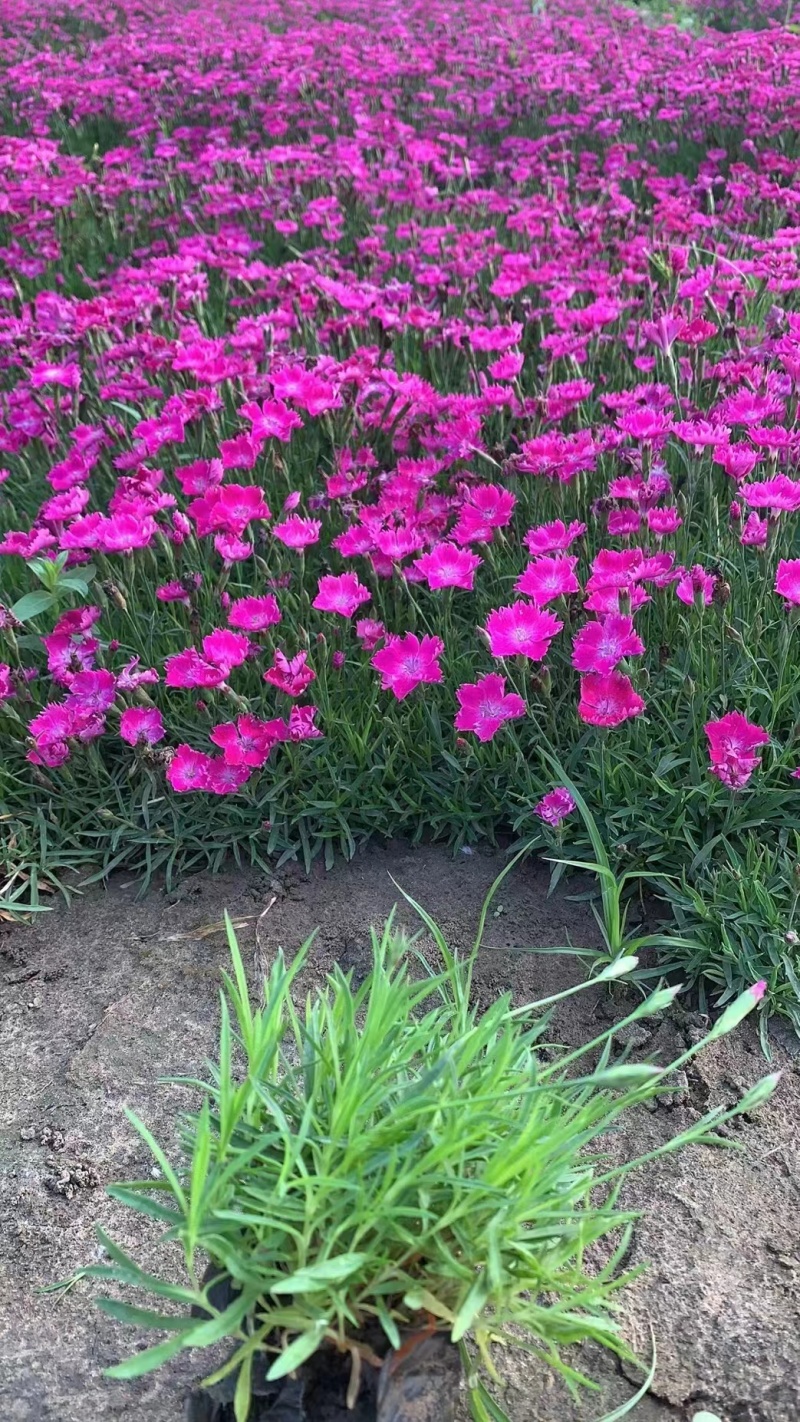 五彩石竹，地被石竹，欧石竹.耐寒花卉，基地直销欢迎采购