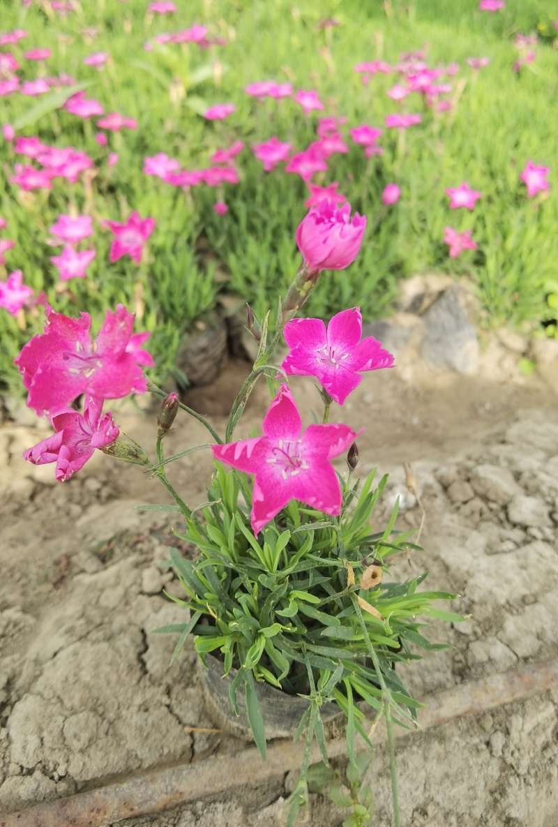 五彩石竹，地被石竹，欧石竹.耐寒花卉，基地直销欢迎采购