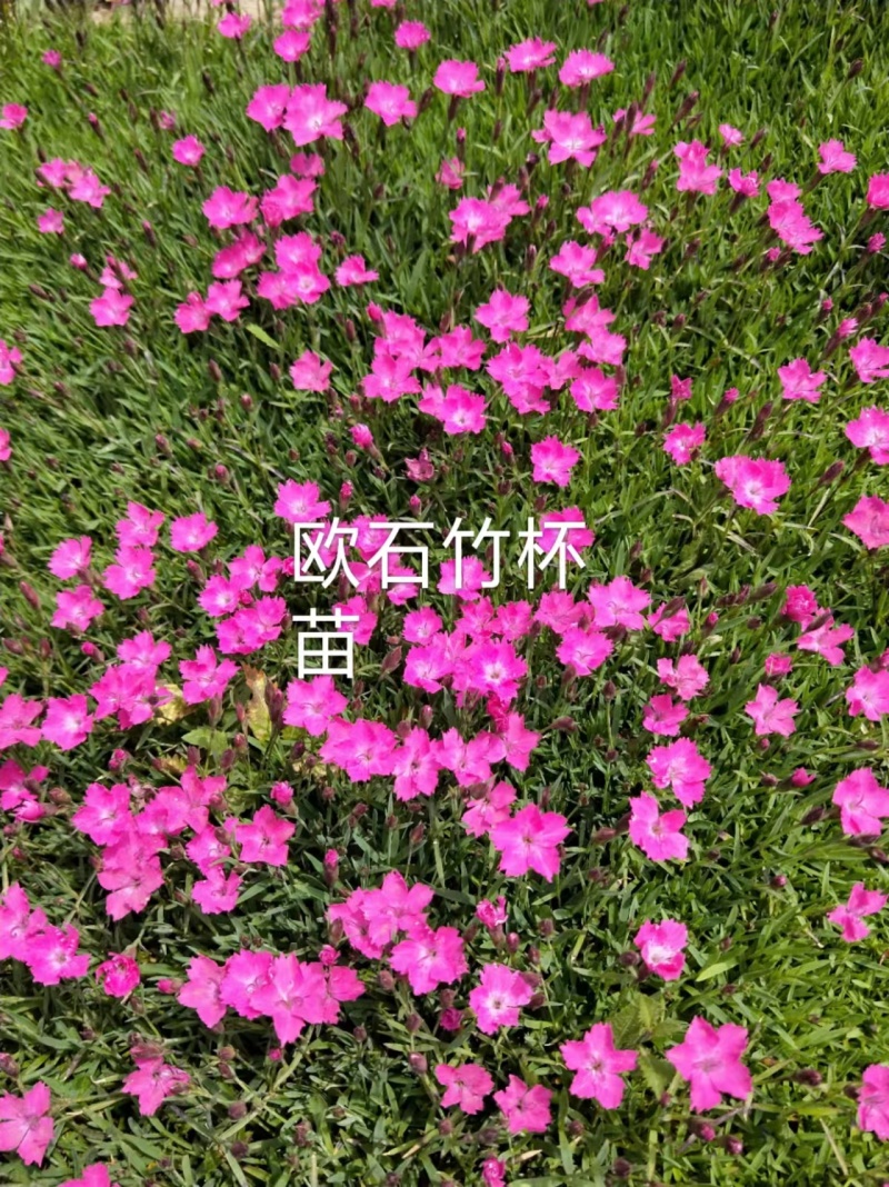 五彩石竹，地被石竹，欧石竹.耐寒花卉，基地直销欢迎采购