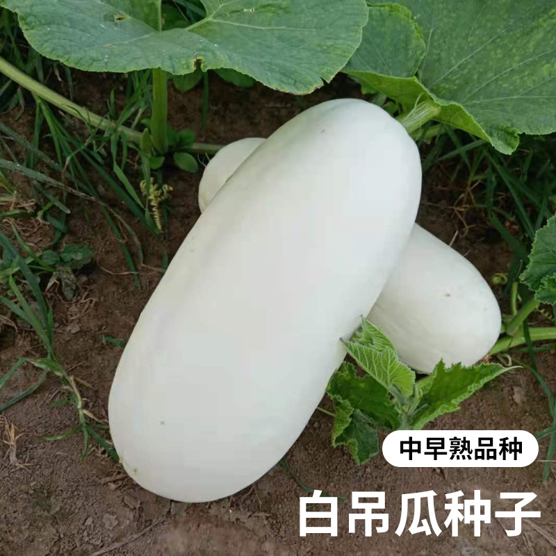 特大吊瓜种子巨型白南瓜种子白饺瓜种子抗病高产白吊瓜种子