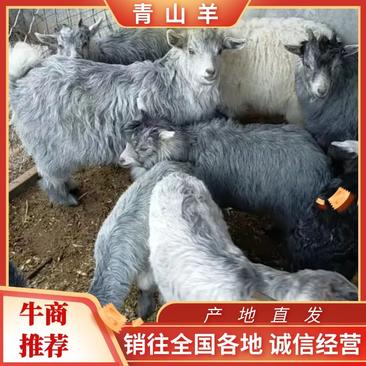 出售青山羊，成年青山羊，小羊羔，可视频看货