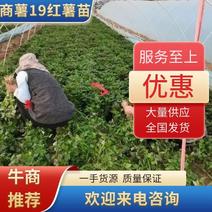 【推荐】红薯苗商薯19红薯苗，脱毒发货，成活率高，欢迎