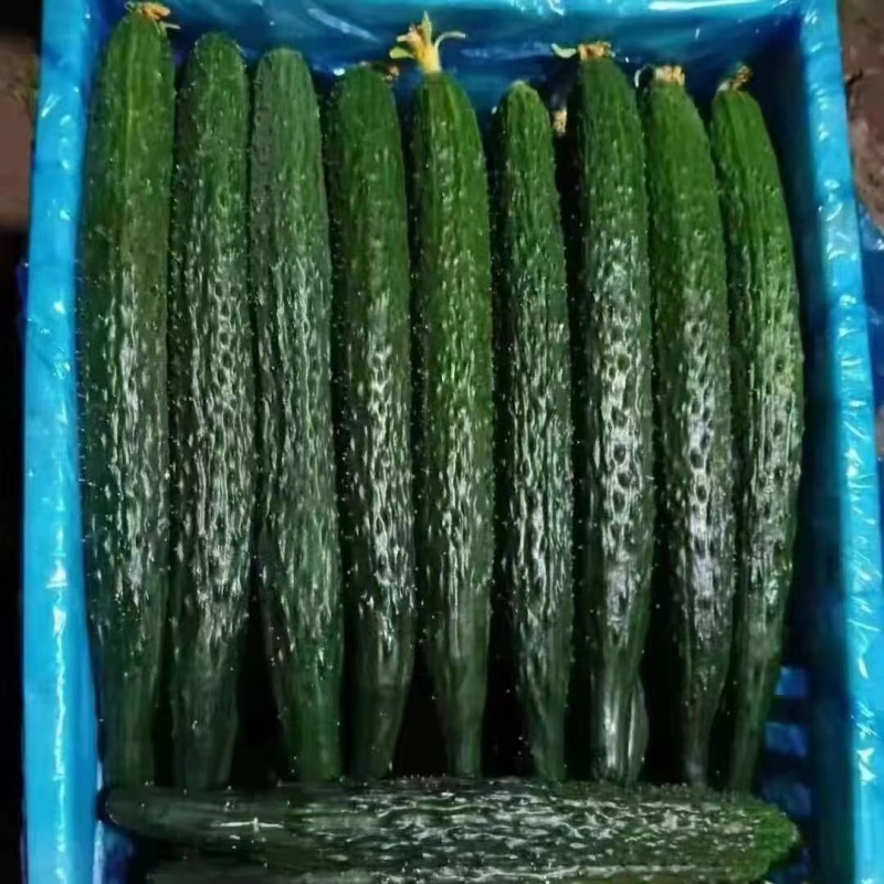 精品密刺黄瓜大量供应价格便宜可视频看货量大从优