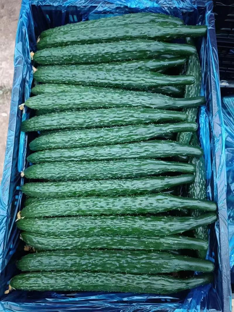 精品密刺黄瓜大量供应价格便宜可视频看货量大从优