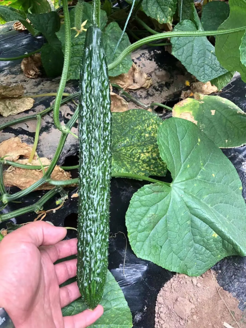 精品密刺黄瓜大量供应价格便宜可视频看货量大从优