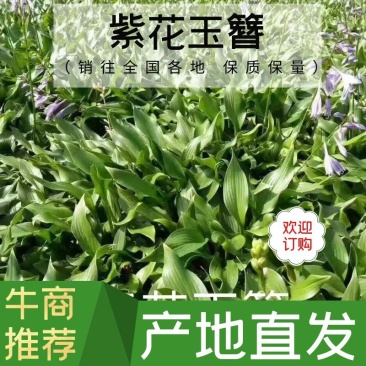 【牛商优选】紫花玉簪，现货，种植户没有中间商，尖叶直立