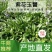 【牛商优选】紫花玉簪，现货，种植户没有中间商，尖叶直立