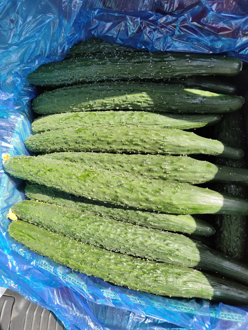 精品密刺黄瓜大量供应价格便宜可视频看货量大从优