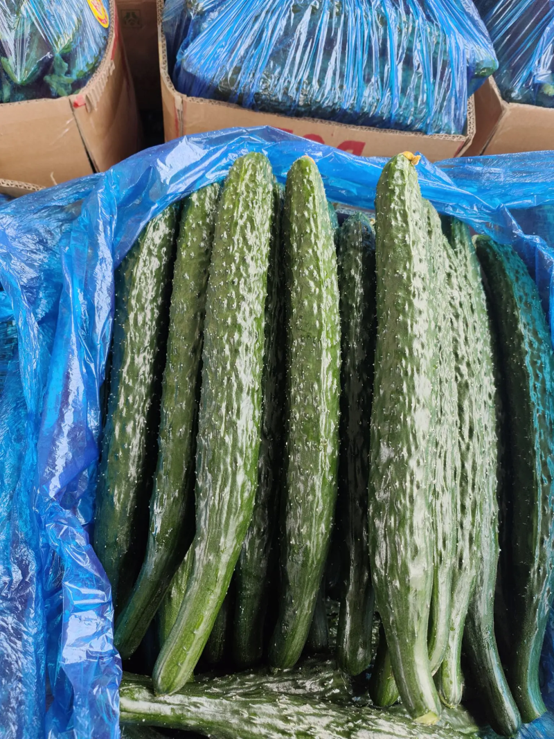 精品密刺黄瓜大量供应价格便宜可视频看货量大从优