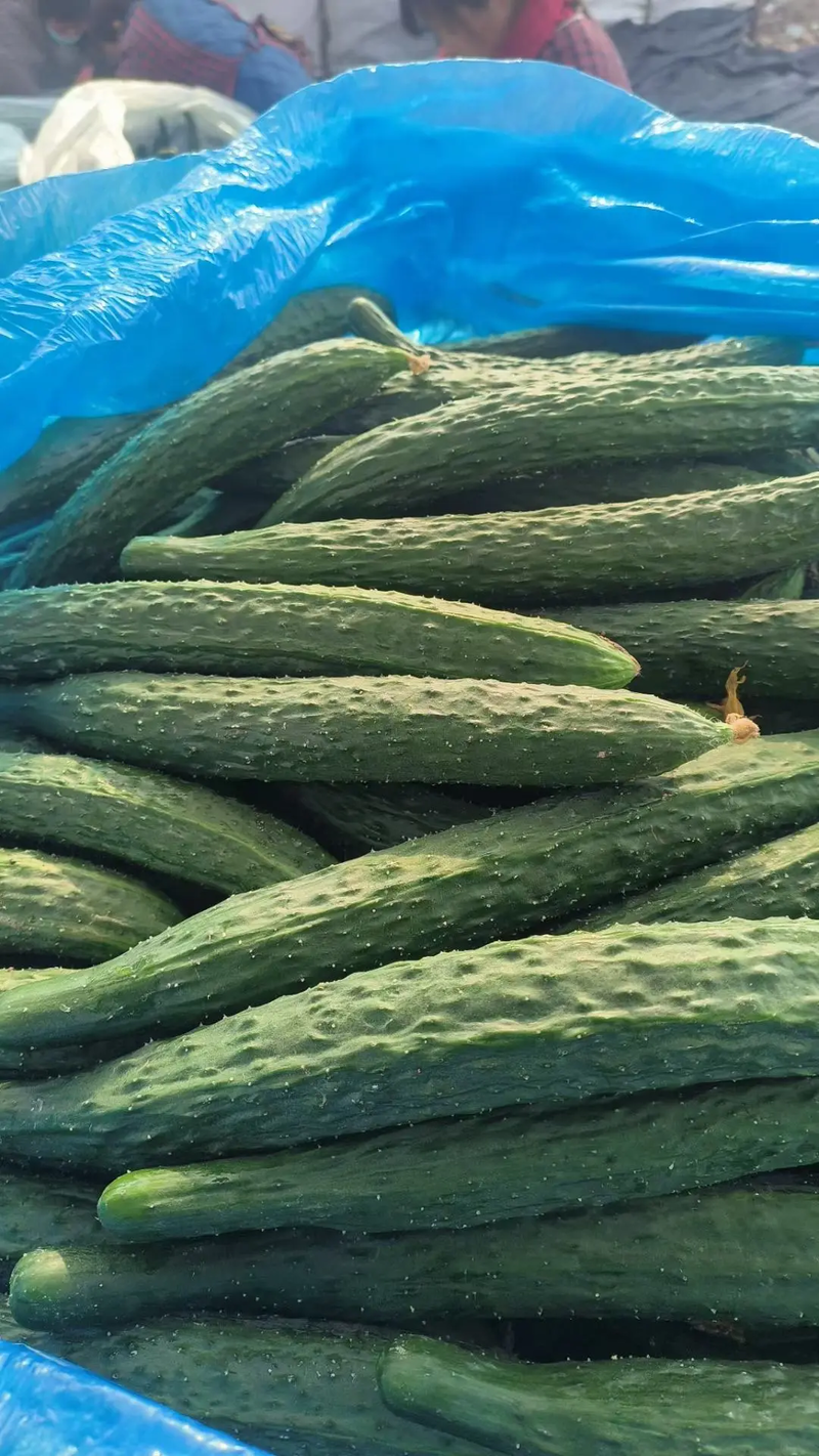 精品密刺黄瓜大量供应价格便宜可视频看货量大从优