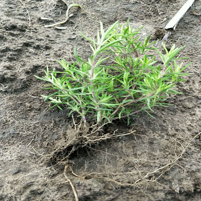 芝樱，丛生福禄考，质量保证.基地直销欢迎采购