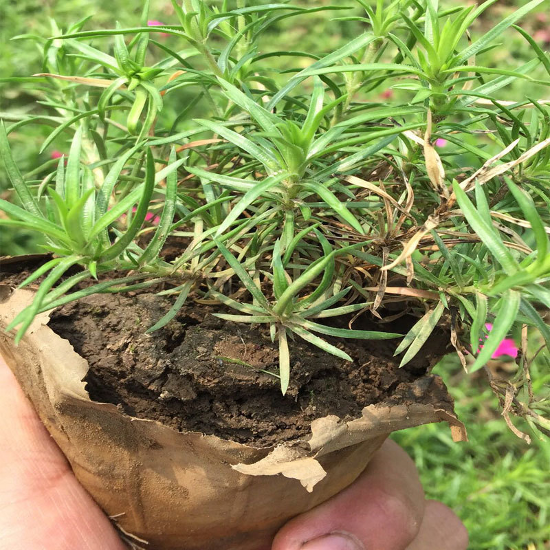 芝樱，丛生福禄考，质量保证.基地直销欢迎采购