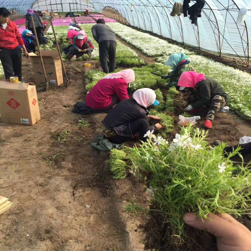 芝樱，丛生福禄考，质量保证.基地直销欢迎采购