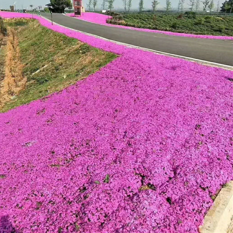 丛生福禄考，芝樱，质量保证.基地直销欢迎采购