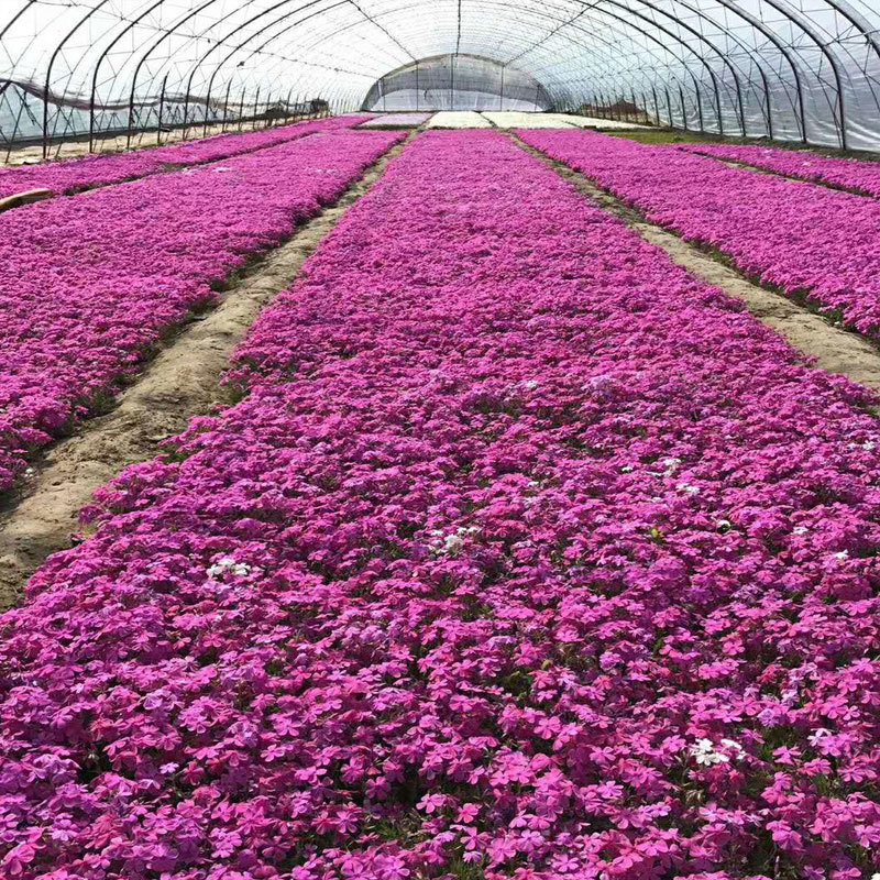 丛生福禄考，芝樱，质量保证.基地直销欢迎采购