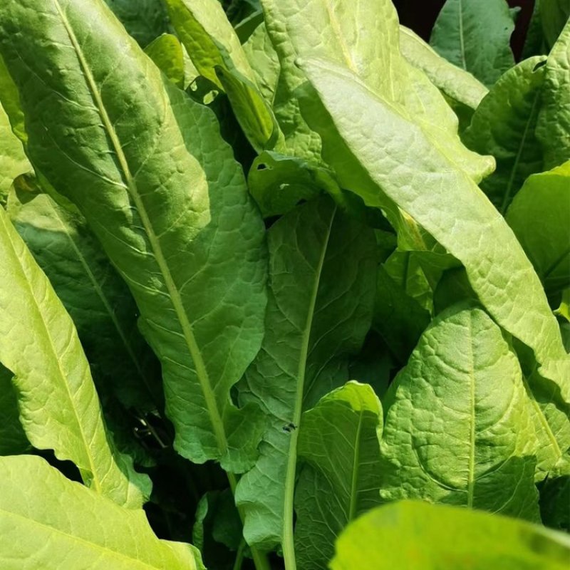 鲁梅克斯种子俄罗斯饲料菜高秆菠菜牧草种子