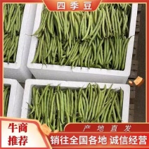 福建漳州精品四季豆/梅花豆/大量上市/电商平台/