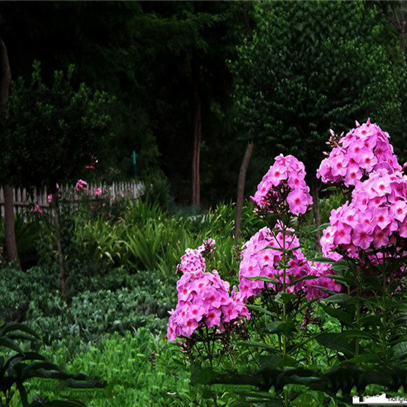 福禄考，宿根福禄考，丛生福禄考，耐寒花卉.质量保证.