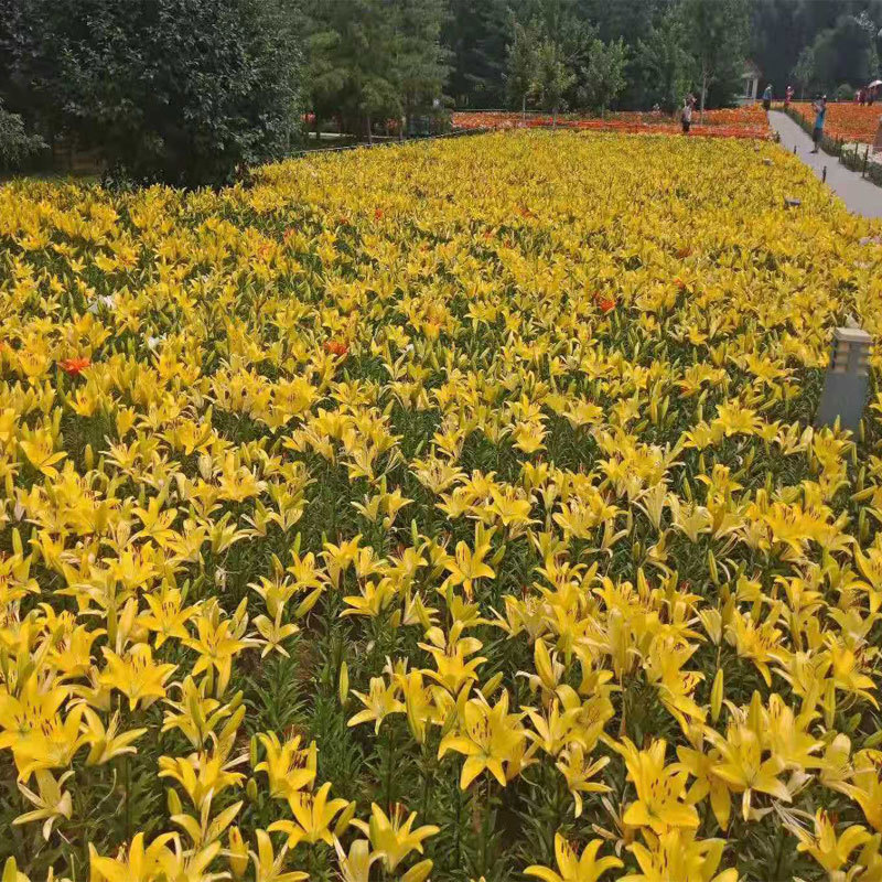百合球，亚洲百合，耐寒花卉.质量保证.基地直销欢迎采购