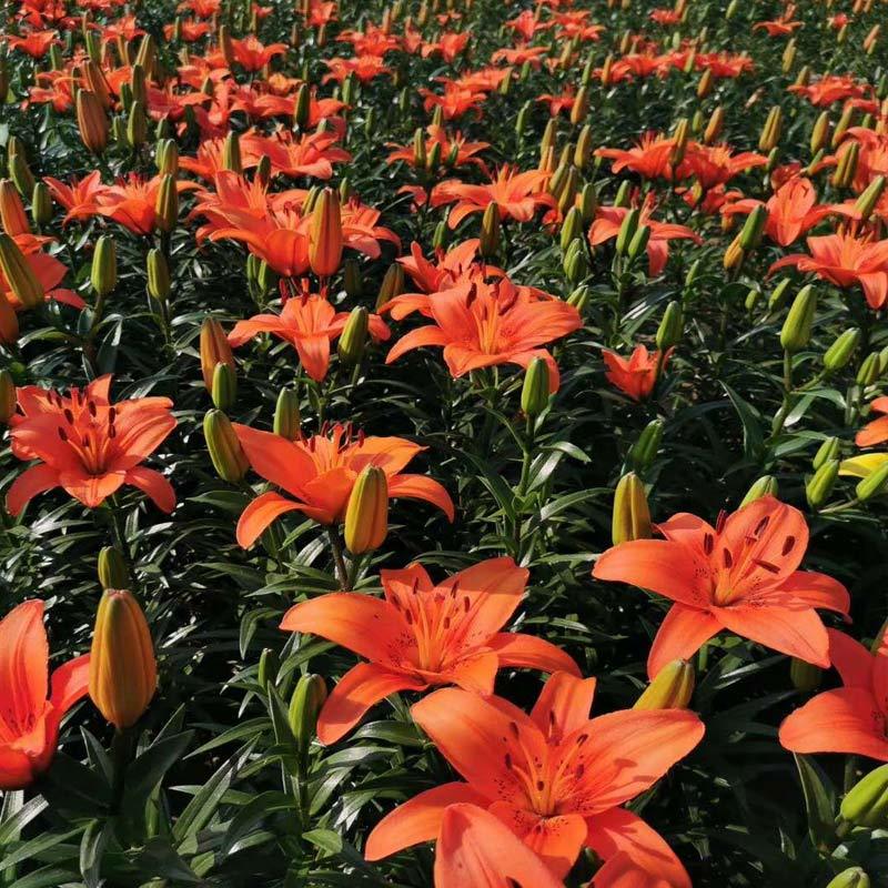 百合球，亚洲百合，耐寒花卉.质量保证.基地直销欢迎采购
