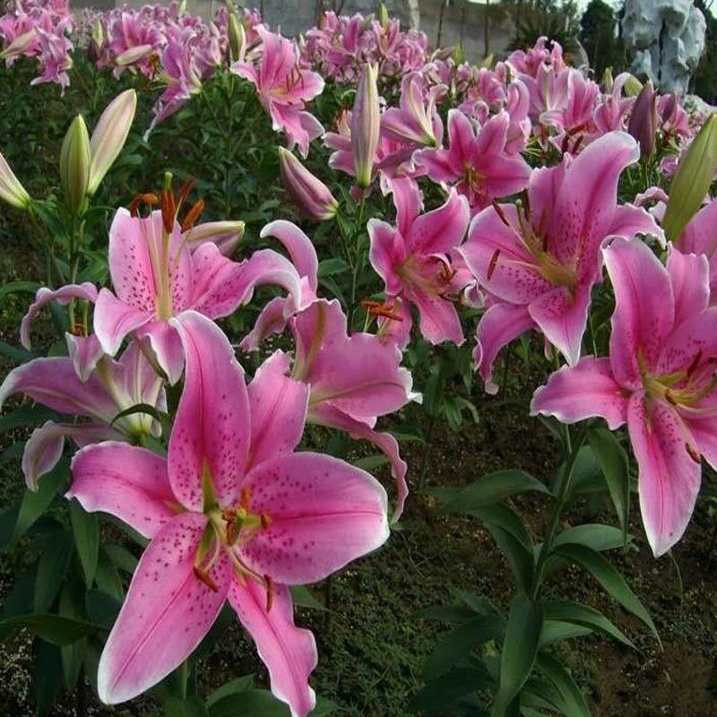 百合球，亚洲百合，耐寒花卉.质量保证.基地直销欢迎采购