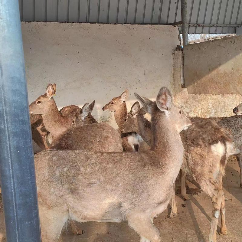 鹿人工养殖梅花鹿景区亲人小梅花鹿可视频看货