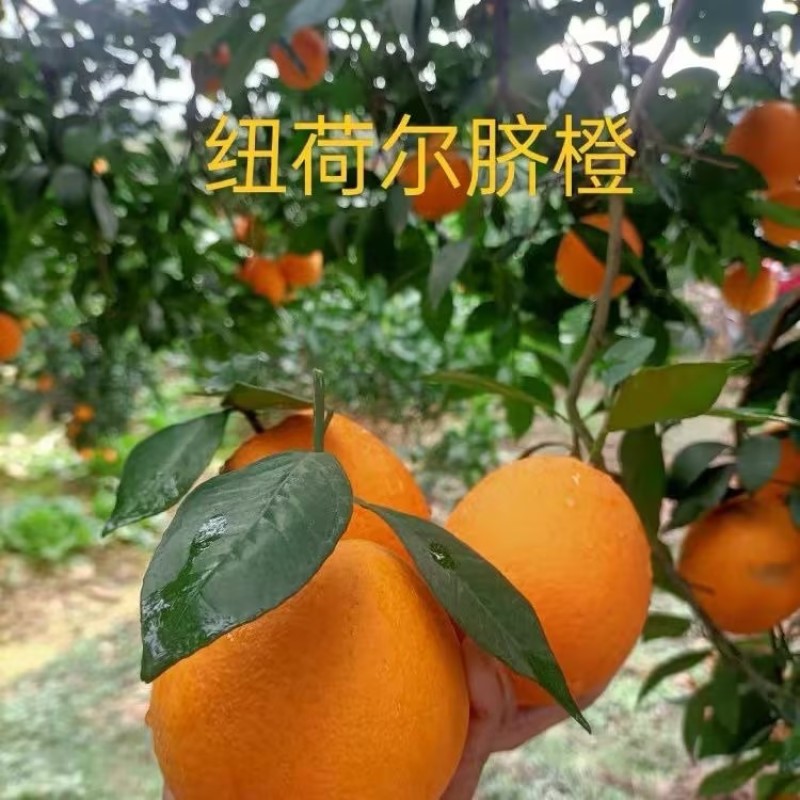 【橙子】纽荷尔脐橙皮薄肉多入口化渣货源充足欢迎咨询