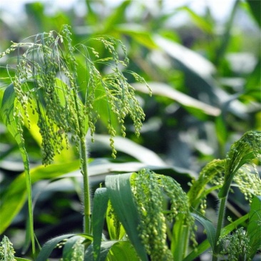 小米草水稗草种子水草耐水淹耐旱湖南稷子养殖鱼虾蟹牧草籽