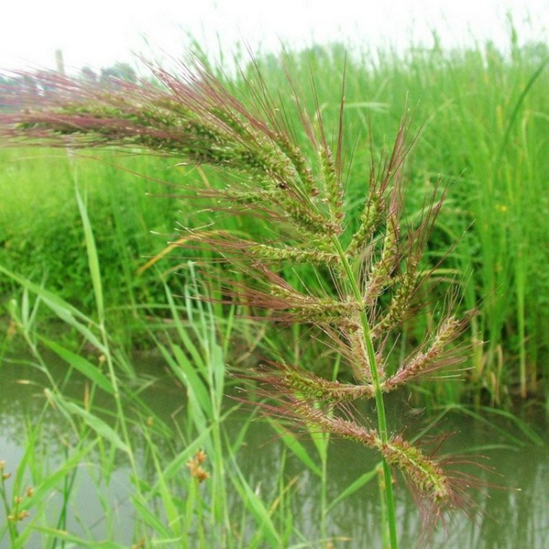 小米草水稗草种子水草耐水淹耐旱湖南稷子养殖鱼虾蟹牧草籽