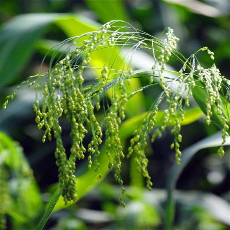 小米草水稗草种子水草耐水淹耐旱湖南稷子养殖鱼虾蟹牧草籽