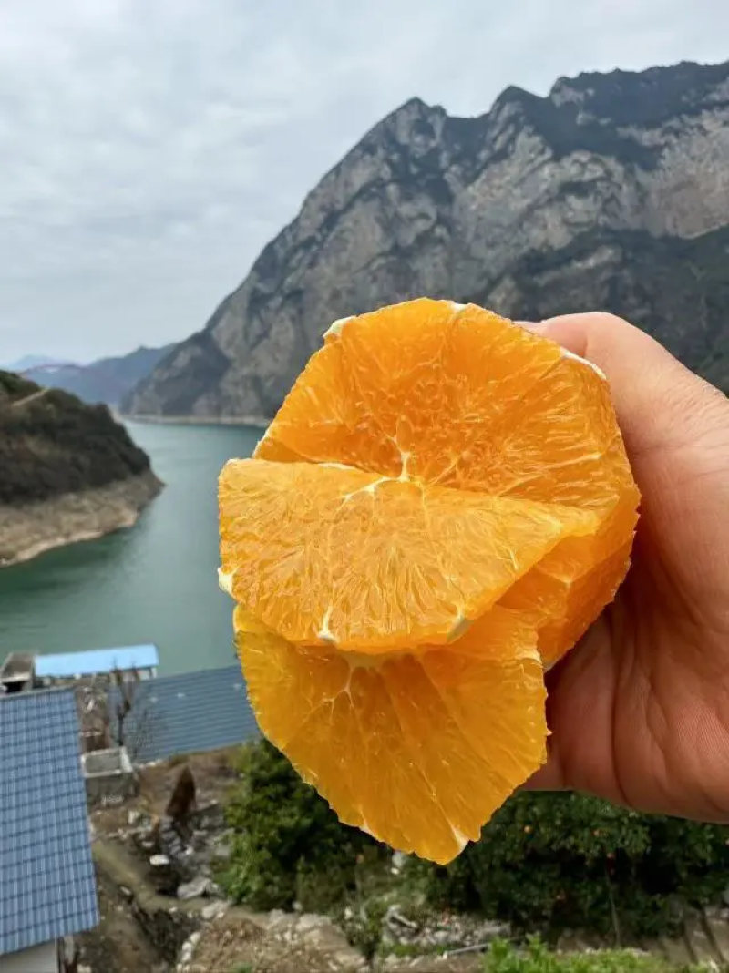 【橙子】湖北伦晚脐橙产地现摘现发可视频看货品质保证