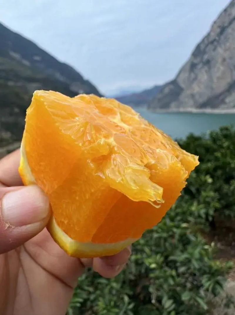 【橙子】湖北伦晚脐橙产地现摘现发可视频看货品质保证