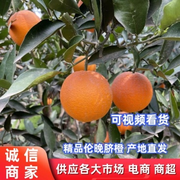 【橙子】湖北伦晚脐橙产地现摘现发可视频看货品质保证