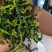 脱水黄瓜条脱水蔬菜口感清脆厂家一手货源发出稳定供货