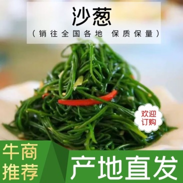 沙葱，精品沙葱，甘肃沙葱，品质保证，全年有货全国发货