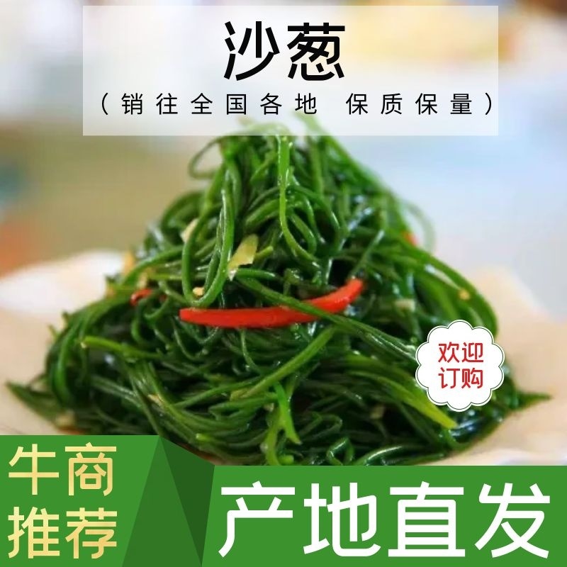 沙葱，精品沙葱，甘肃沙葱，品质保证，全年有货全国发货