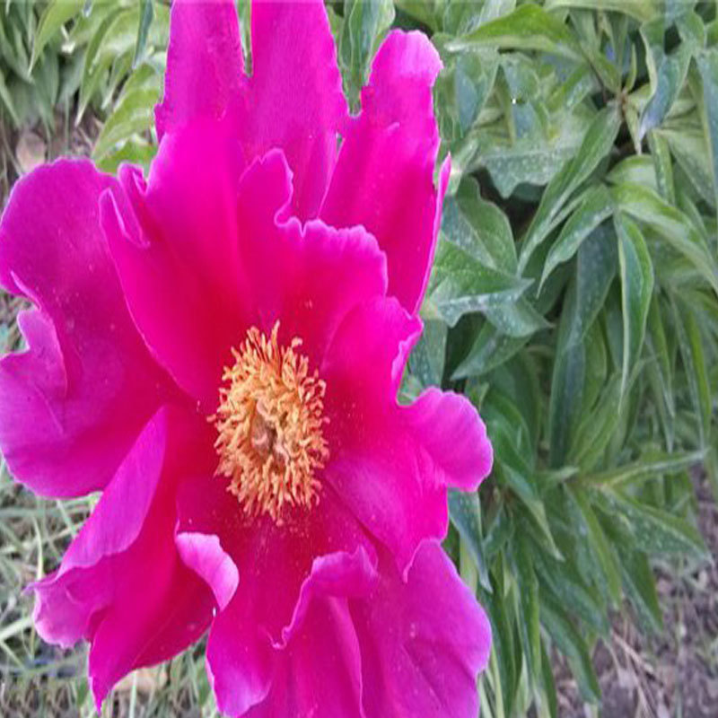 芍药，芍药苗，观赏芍药，芍药基地，欢迎采购